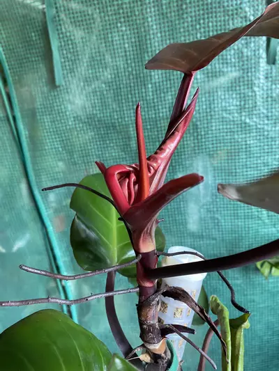 plant/Philo. ‘McColley’s Finale’ 6” *DESCRIPTION*-3-thumbnail