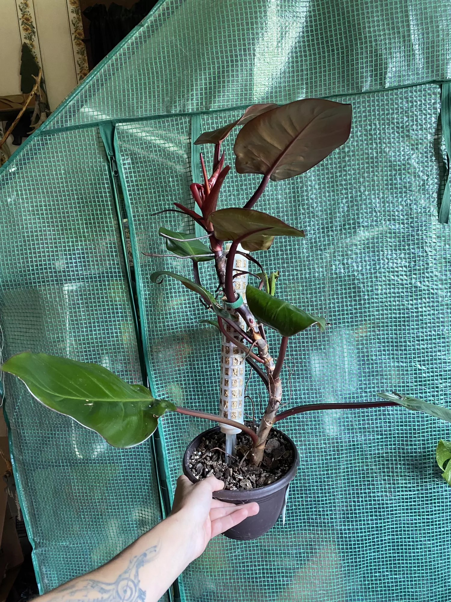 plant/Philo. ‘McColley’s Finale’ 6” *DESCRIPTION*-1