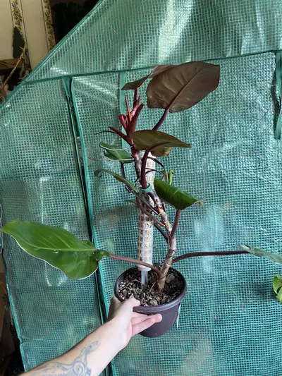 plant/Philo. ‘McColley’s Finale’ 6” *DESCRIPTION*-1-thumbnail