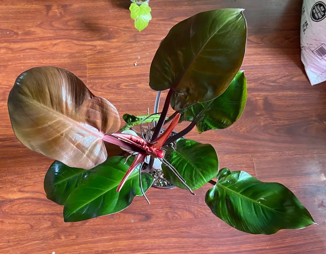 plant/Philo. ‘McColley’s Finale’ 6” *DESCRIPTION*-0