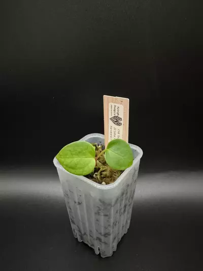 plant/CFB “Dumbo” x (Crystal x Mag) seedling-0-thumbnail