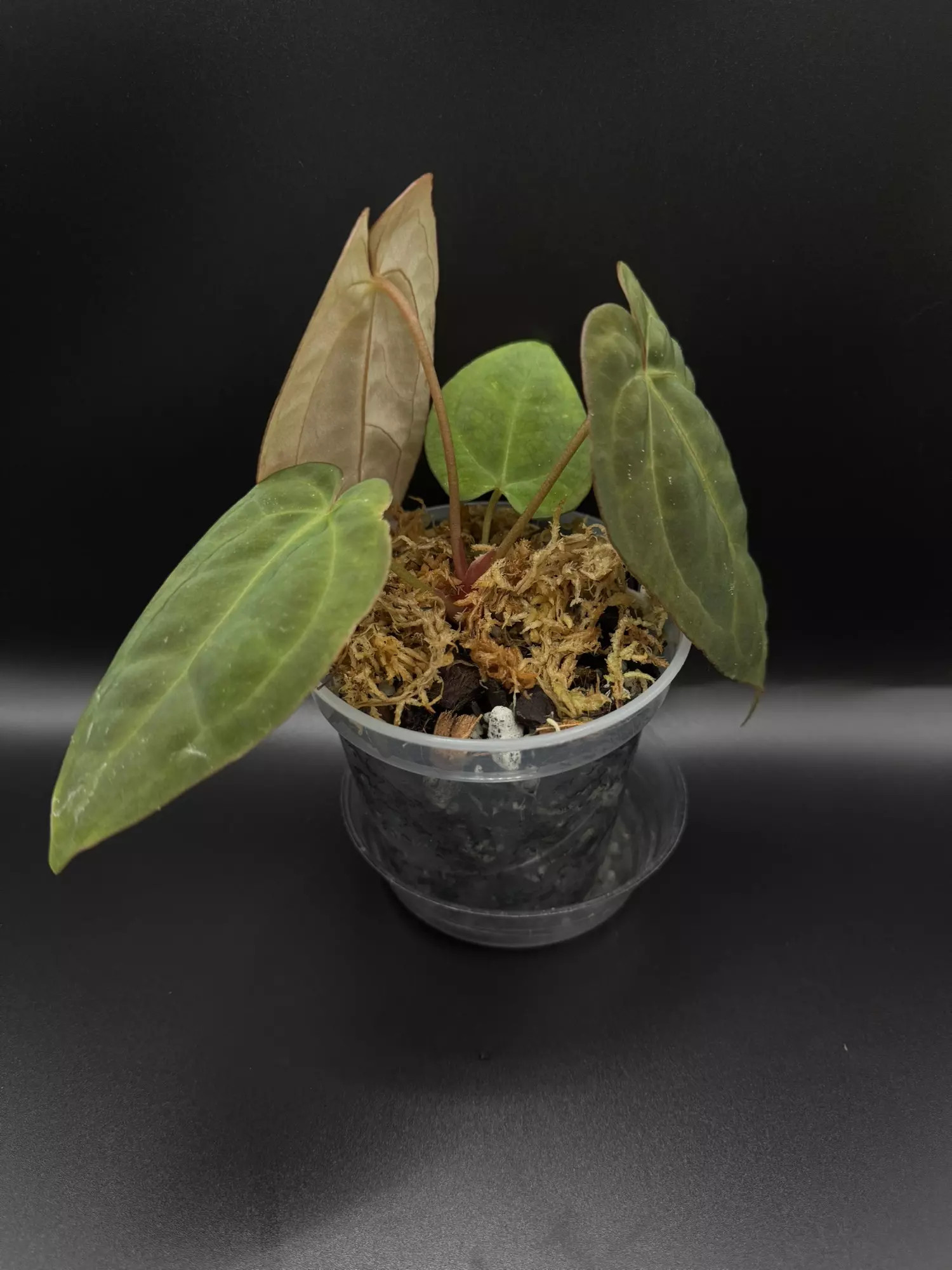 plant/Red Crystal X Open-1