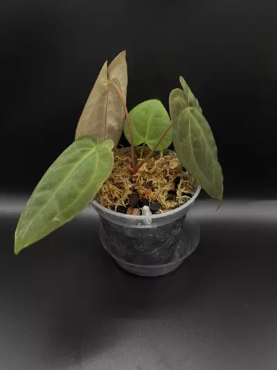 plant/Red Crystal X Open-1-thumbnail