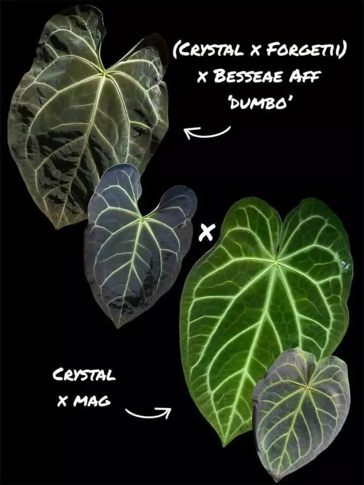 plant/CFB “Dumbo” x (Crystal x Mag) seedling-1