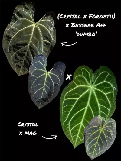 plant/CFB “Dumbo” x (Crystal x Mag) seedling-1-thumbnail