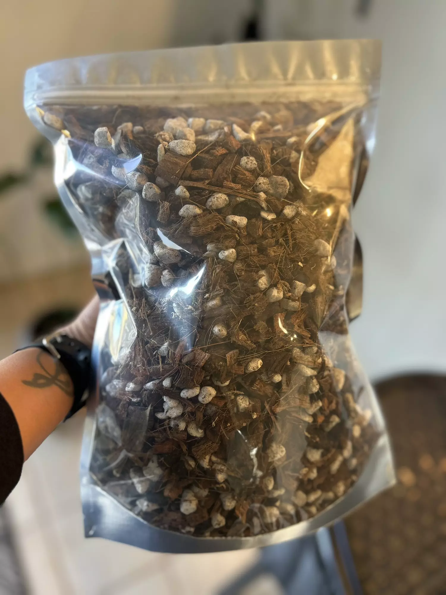 plant/Chunky aroid mix-1