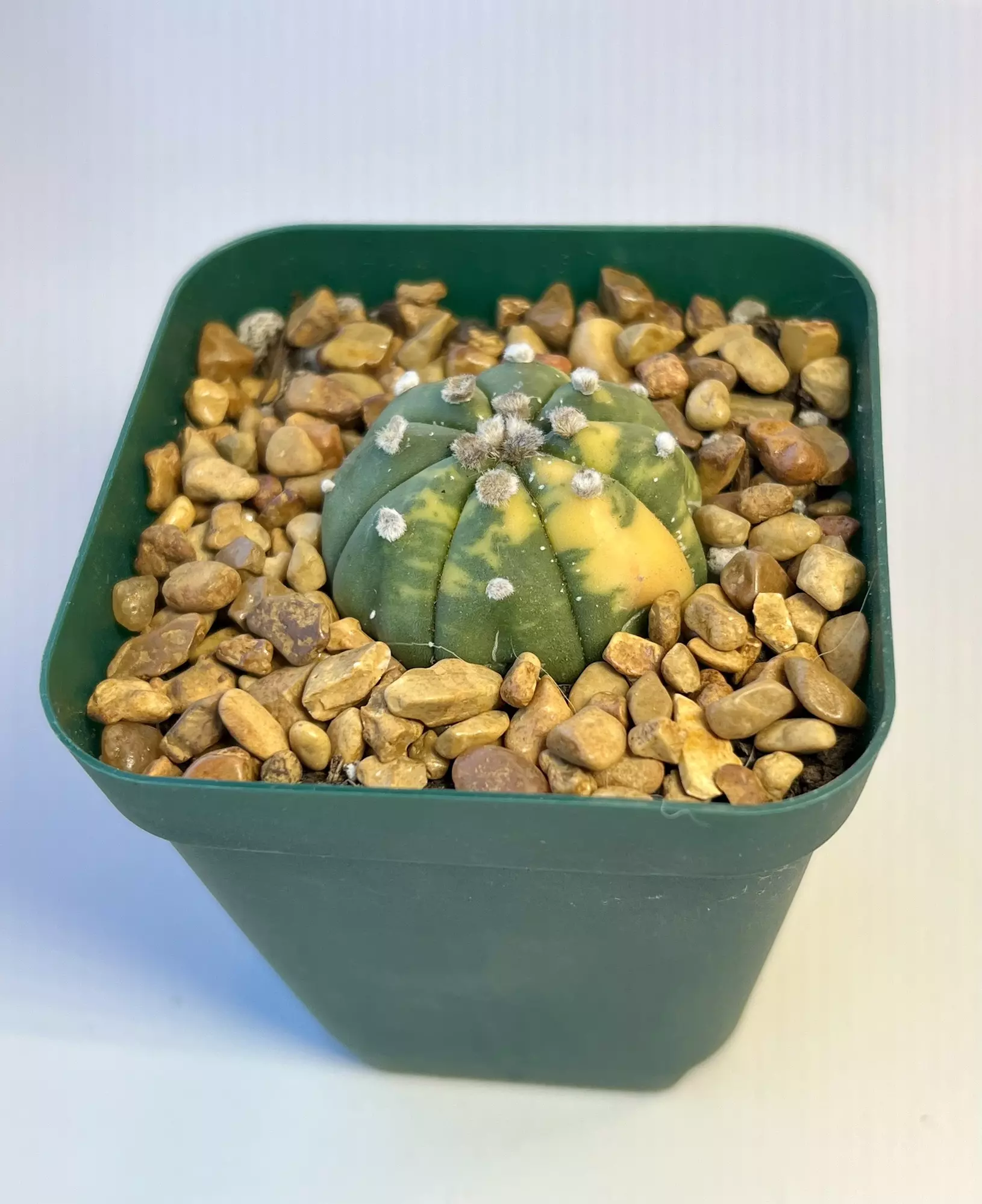 plant/Astro variegated-0