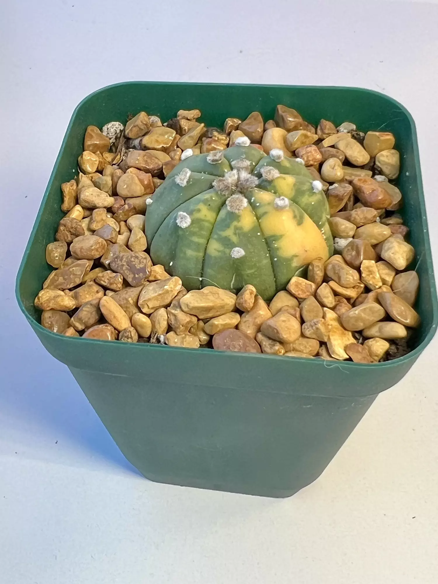 plant/Astro variegated-2