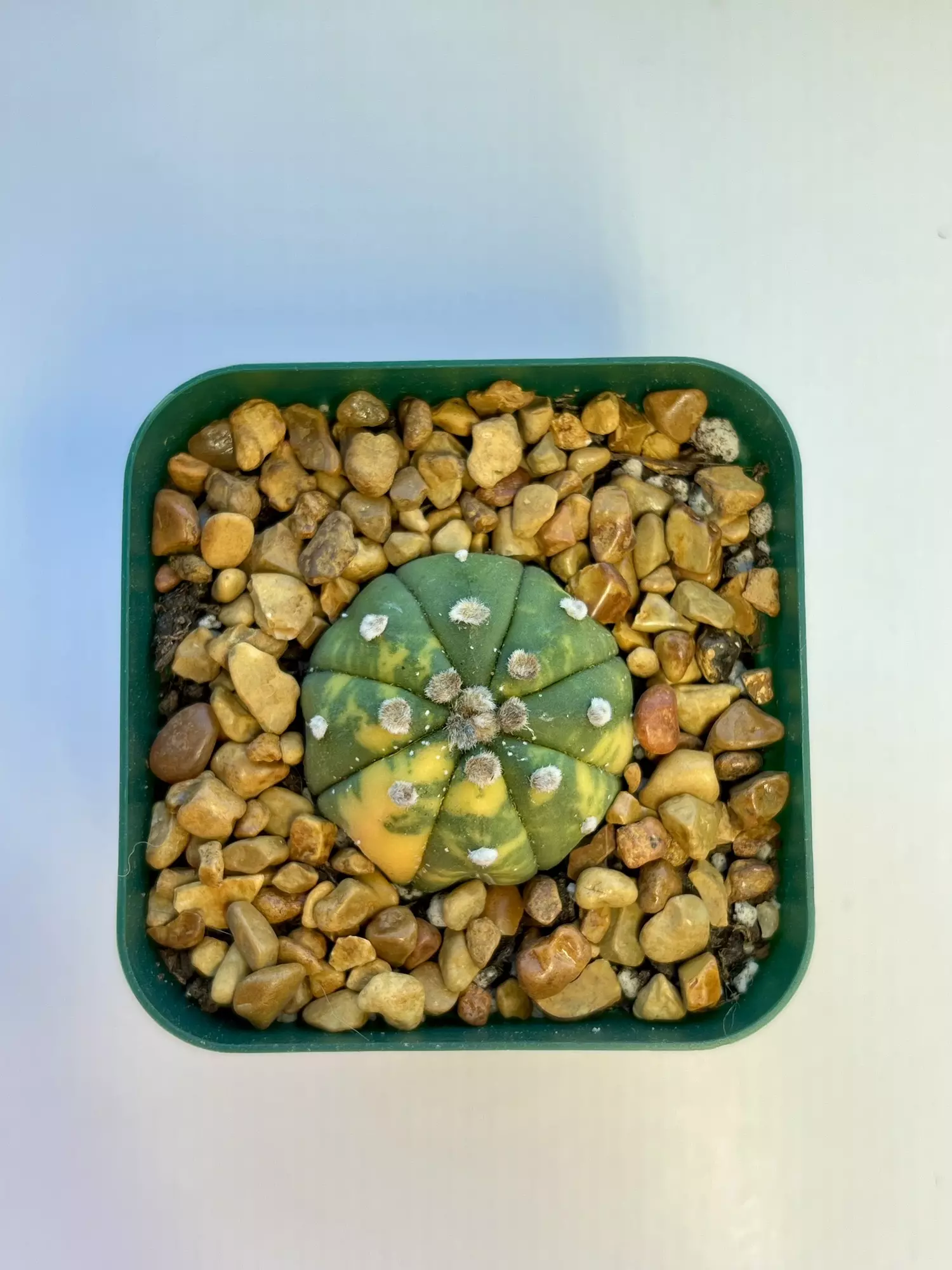 plant/Astro variegated-1