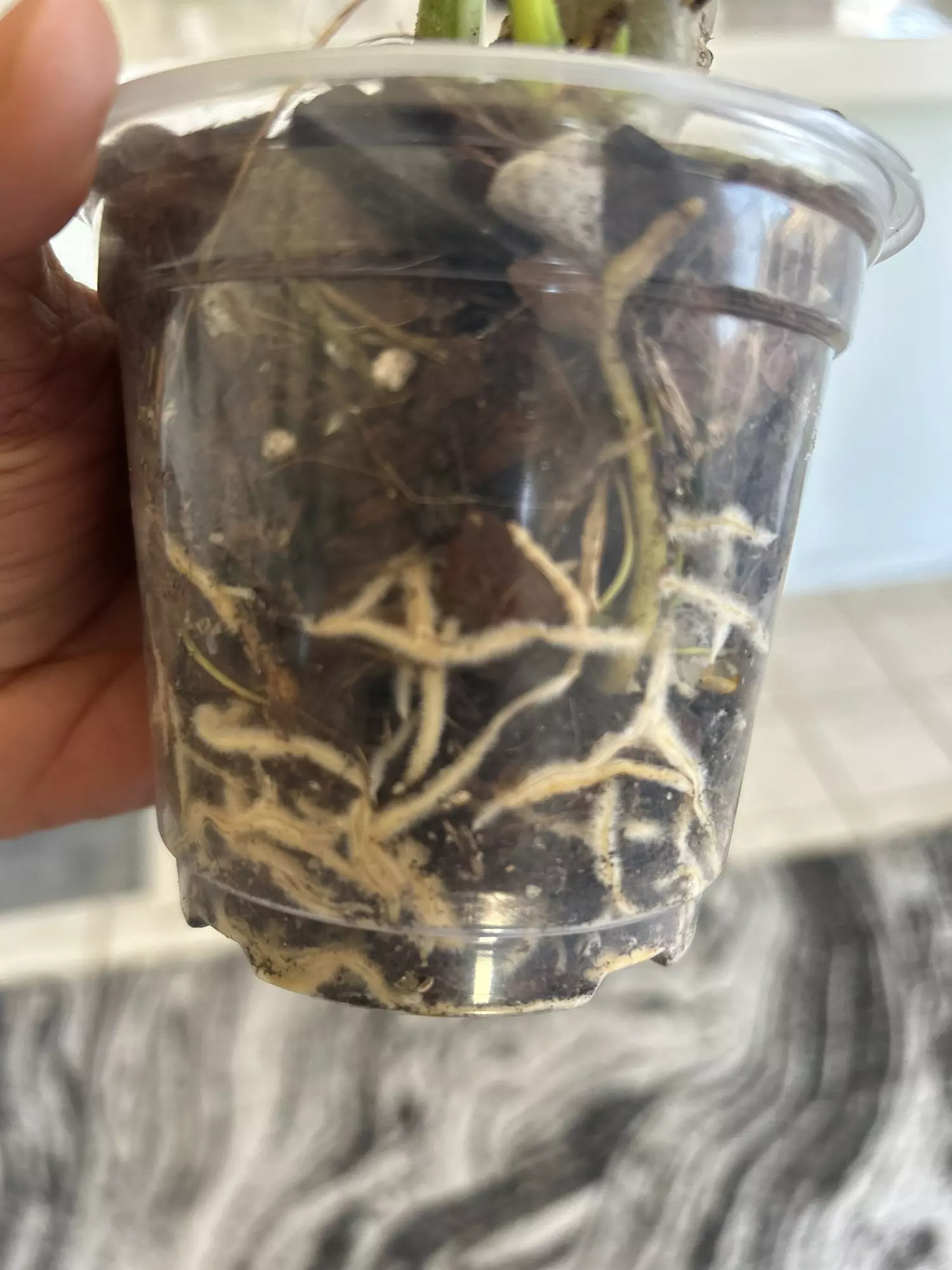 plant/Chunky aroid mix-4