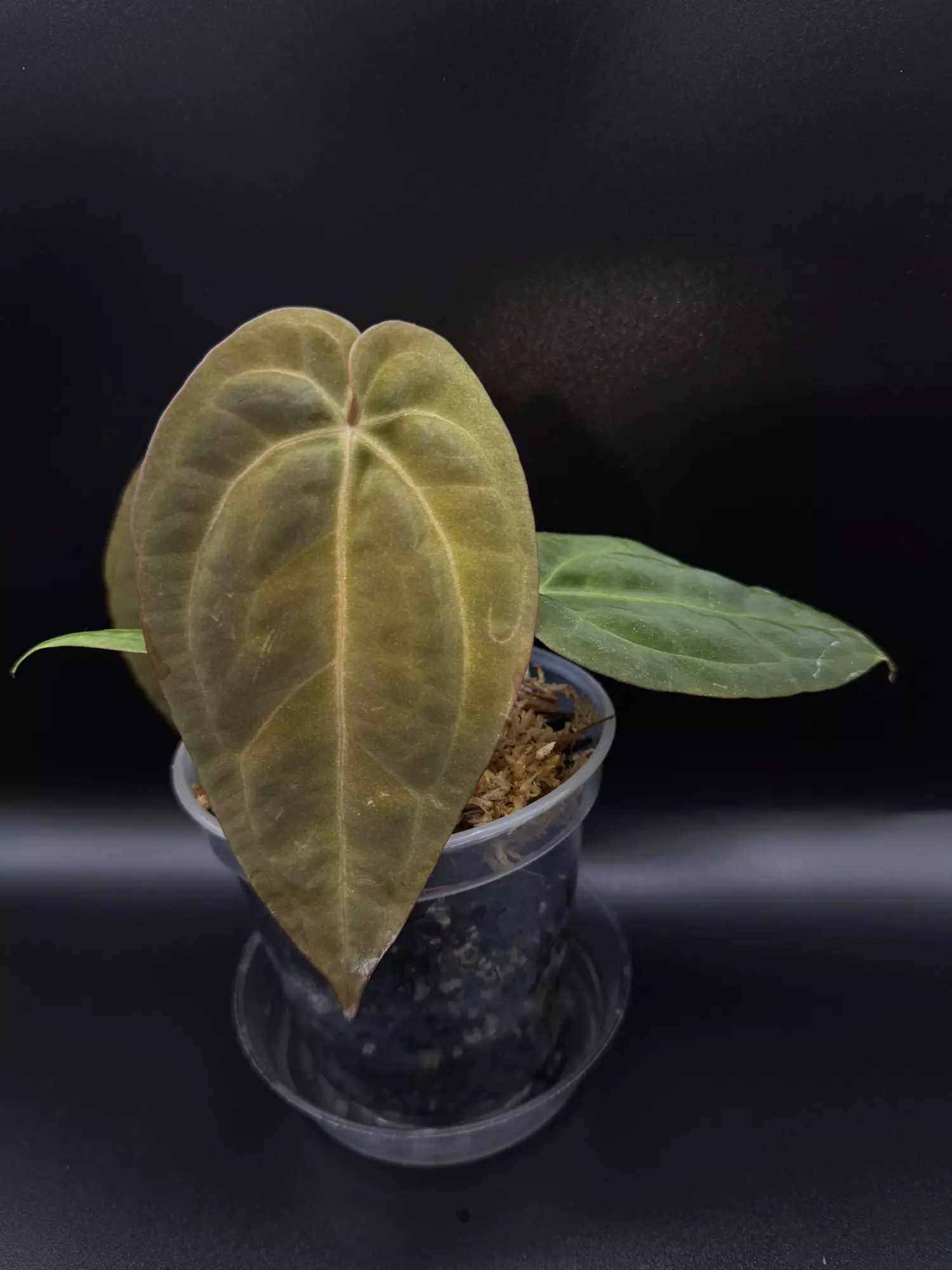 plant/Red Crystal X Open-0