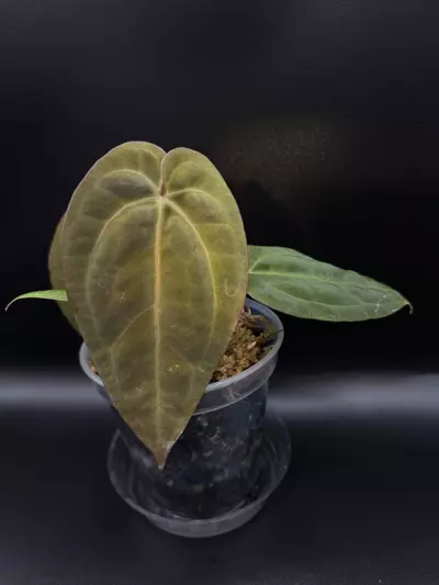 plant/Red Crystal X Open-0-thumbnail