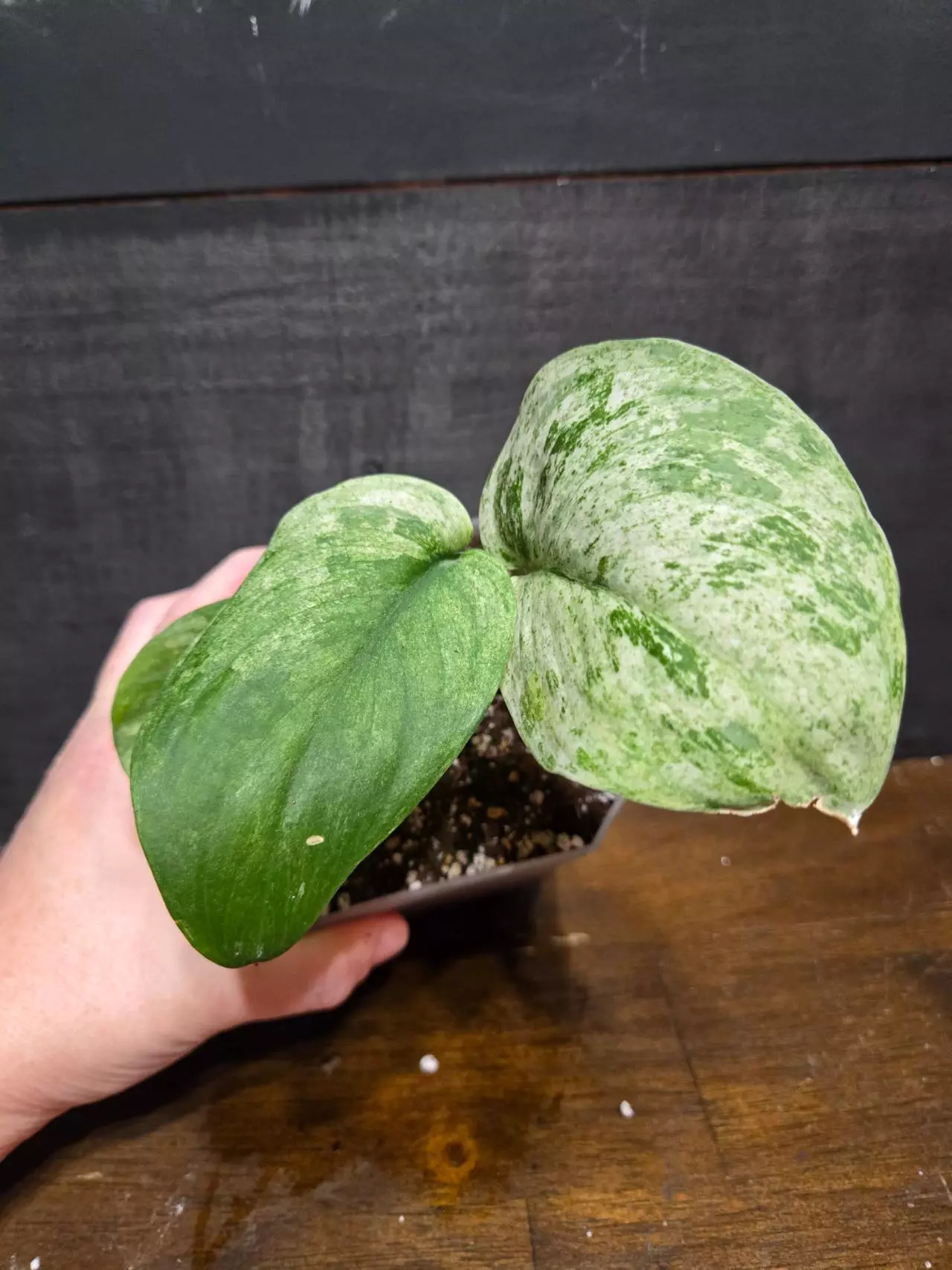 plant/Scindapsus peason-0