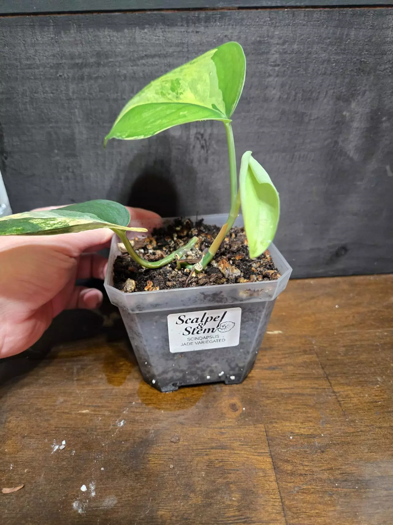 plant/Scindapsus jade aurea variegated-2