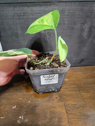 plant/Scindapsus jade aurea variegated-2-thumbnail