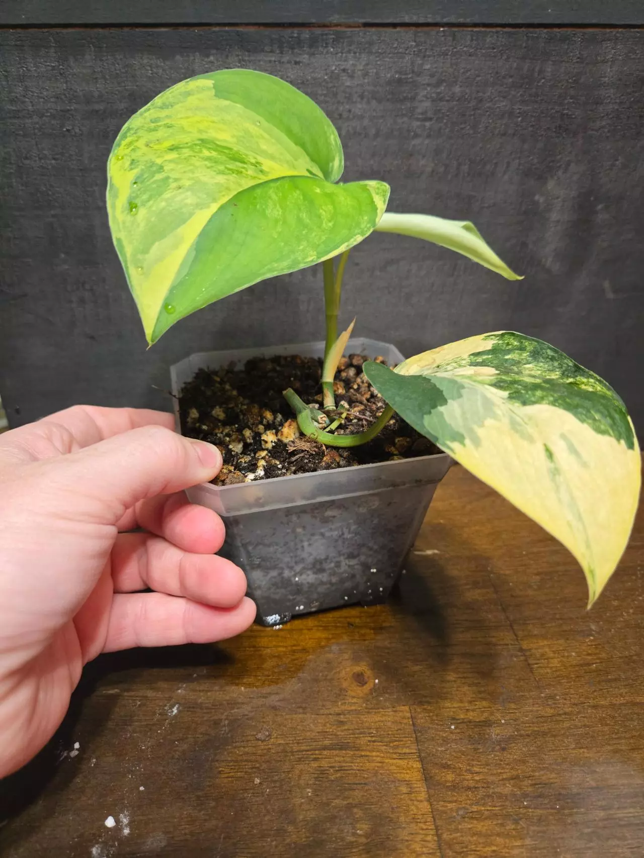 plant/Scindapsus jade aurea variegated-1