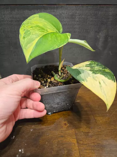 plant/Scindapsus jade aurea variegated-1-thumbnail