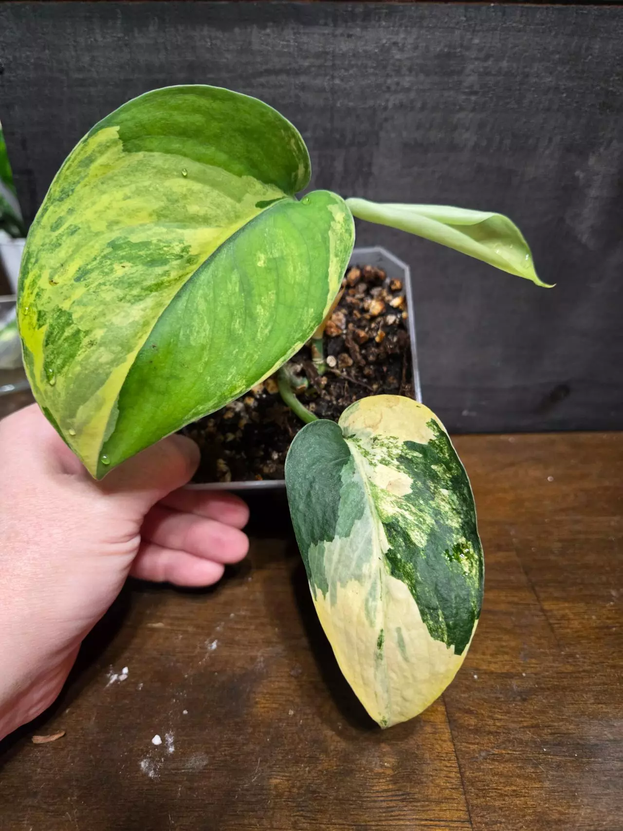 plant/Scindapsus jade aurea variegated-0