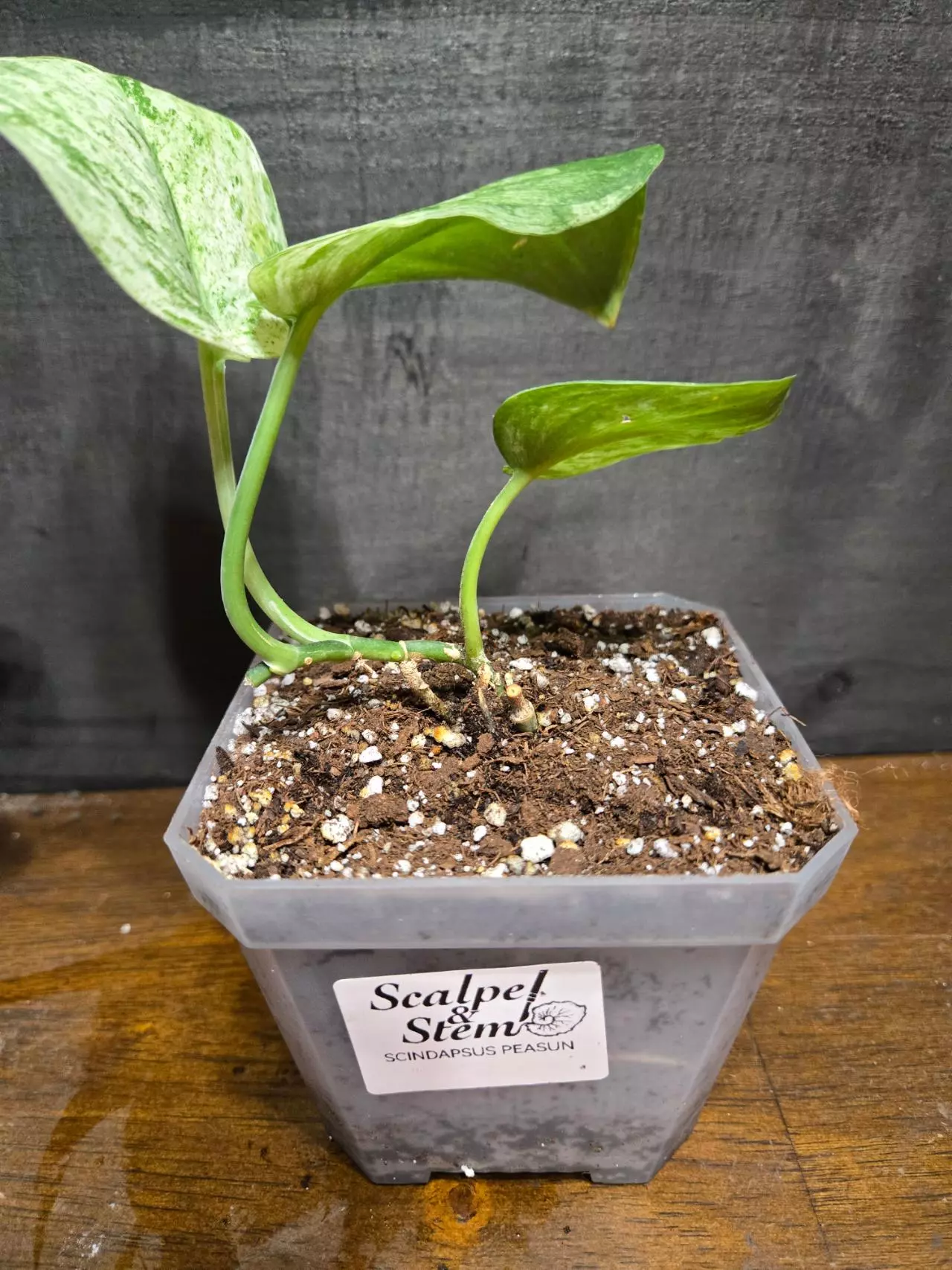 plant/Scindapsus peason-1