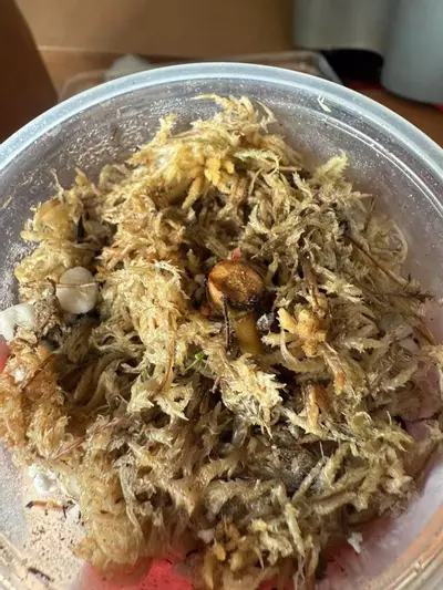 plant/*BUTT CUT* Cinnamon Swirl x T. RC-1-thumbnail