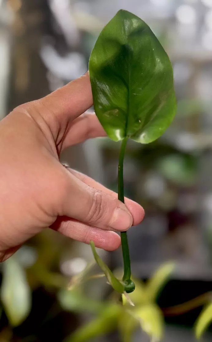 plant/Philodendron veriagated Bipen rooted cutting ( 2nd pic mother plant nfs)-0