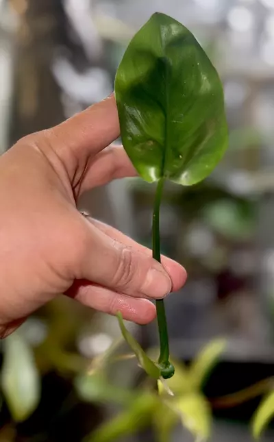 plant/Philodendron veriagated Bipen rooted cutting ( 2nd pic mother plant nfs)-0-thumbnail