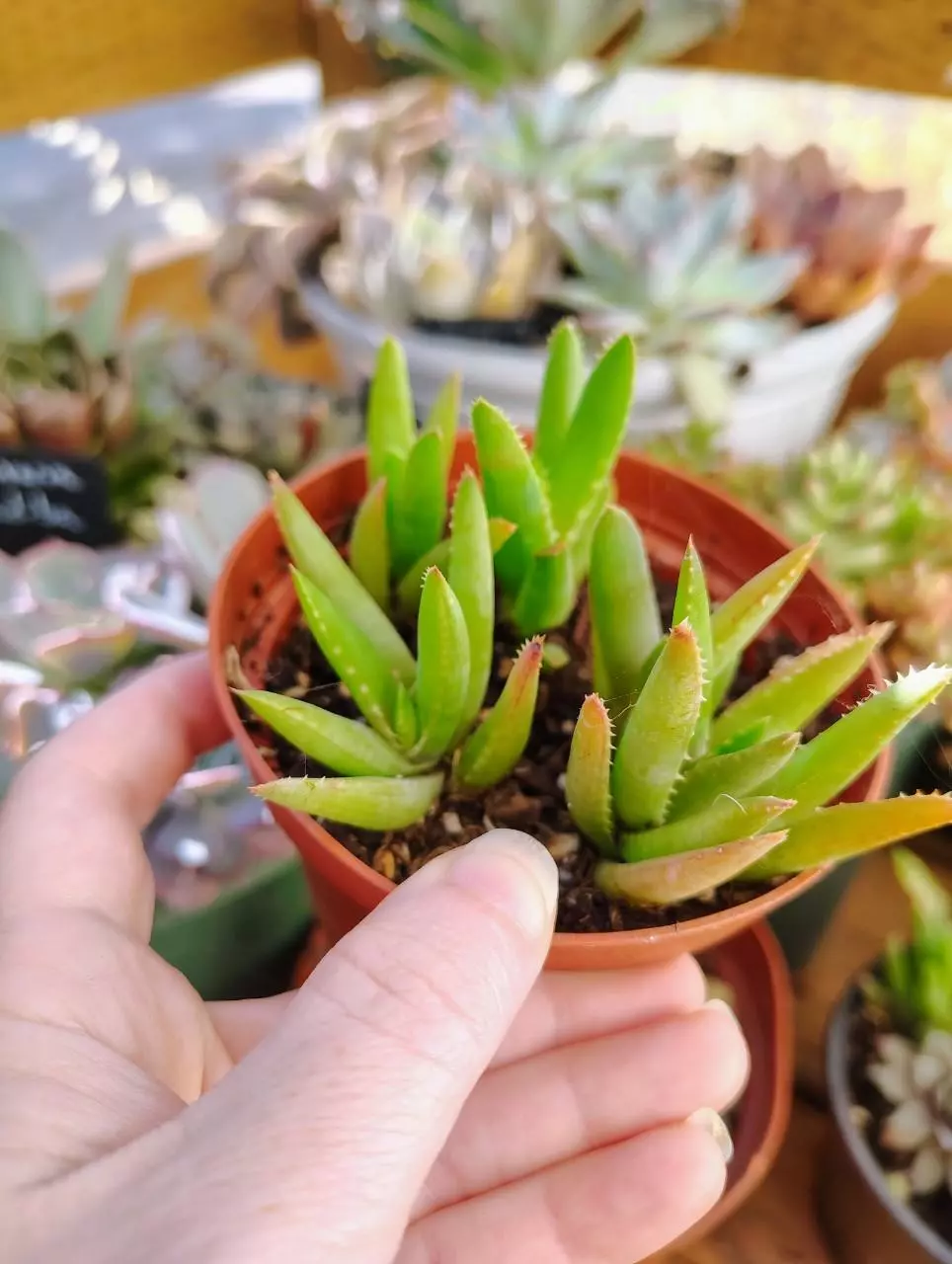 plant/Dwarf aloe full pot.-0