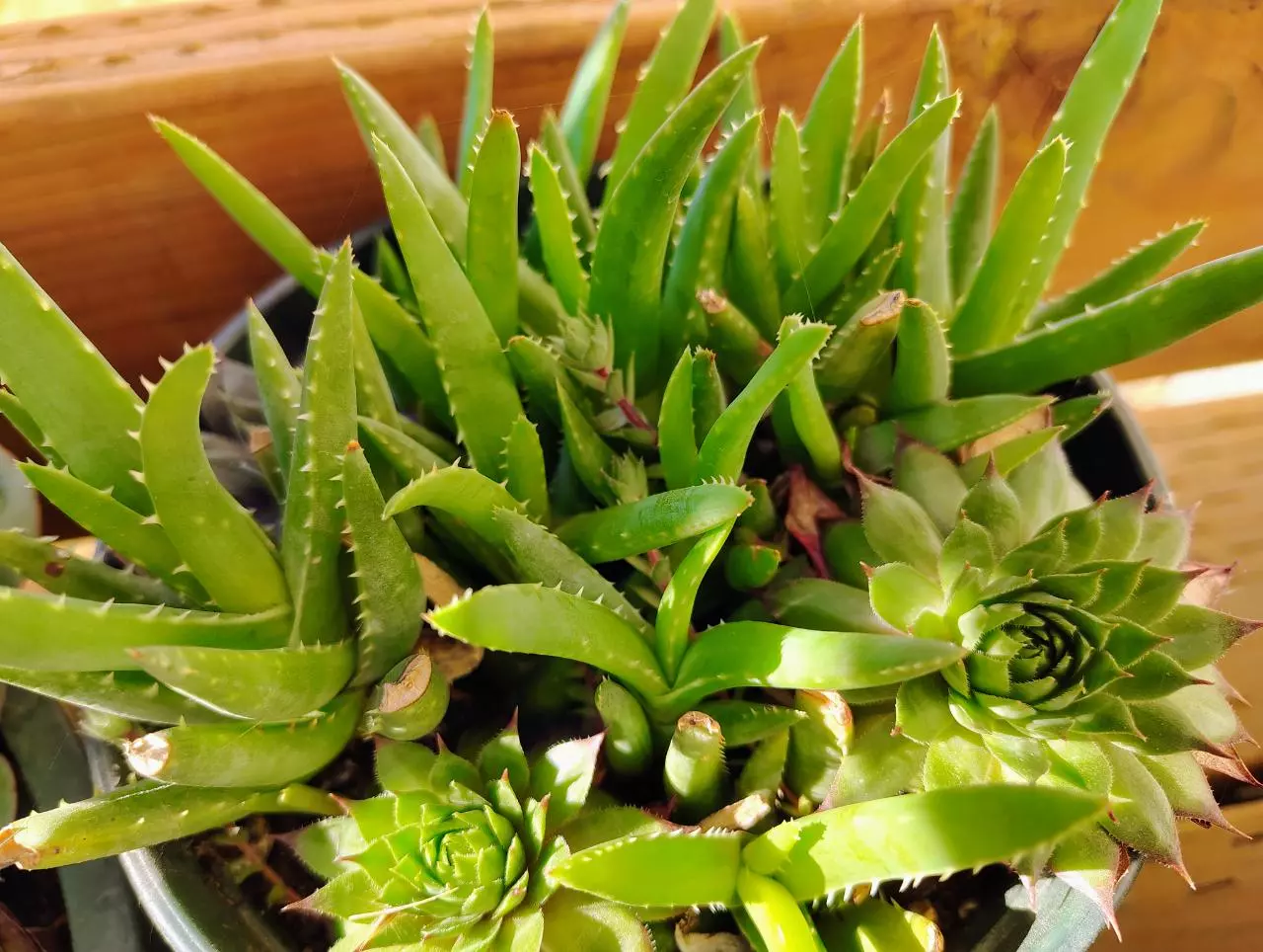 plant/Dwarf aloe full pot.-1
