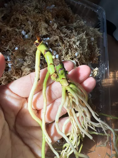 plant/*BUTT CUT* “Rangda” (DP x Indo Port) by Kartel Daun-1-thumbnail