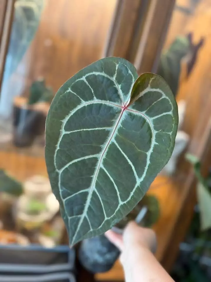 plant/*BUTT CUT* Cinnamon Swirl x T. RC-0