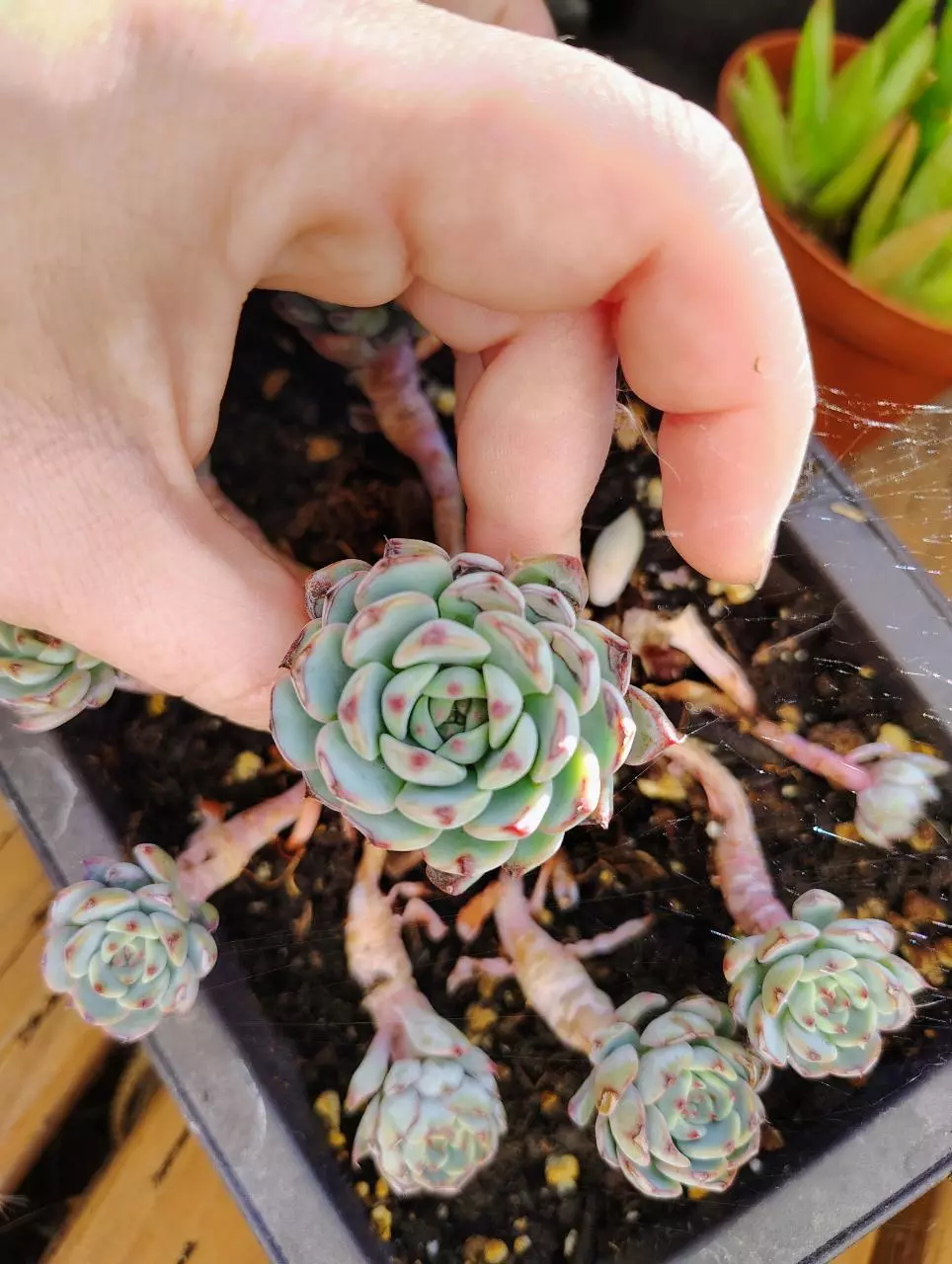 plant/Echiveria Minima (clusters tightly with small rorettes-0