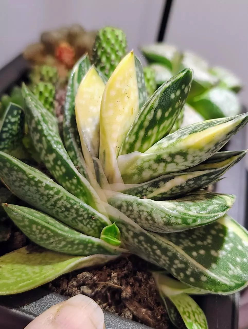 plant/Gasteria Reg. W/veriegated genes from mother-1