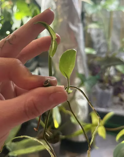 plant/Philodendron verigated Bipen Rooted Cuttinf ( 2nd pic mother plant nfs)-0-thumbnail