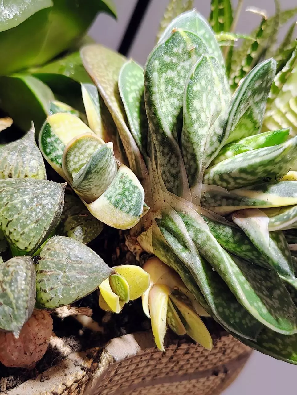 plant/Gasteria Reg. W/veriegated genes from mother-3