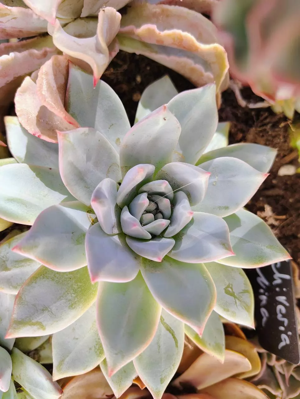 plant/Echiveria NOID, ships bare root.-0