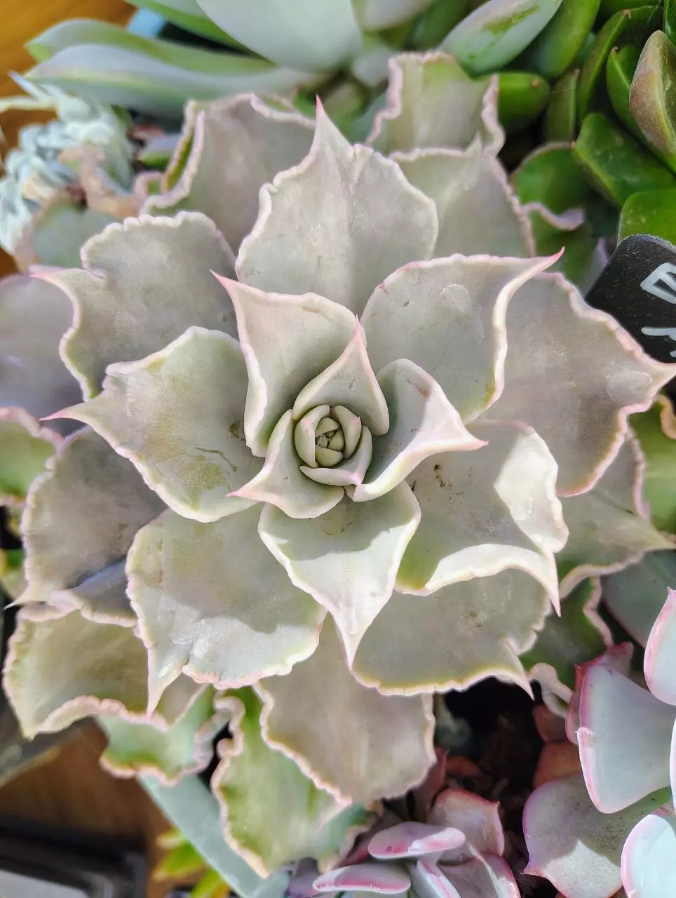 plant/Echiveria Madiba (adolescent)-0