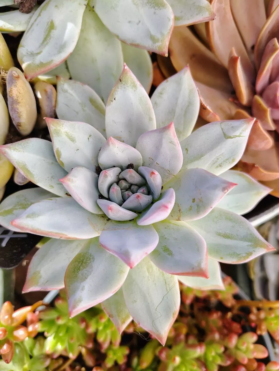 plant/Echiveria NOID ships bare root-0