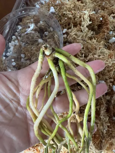 plant/*BUTT CUT* FSRL x FS Self by Grant-1-thumbnail