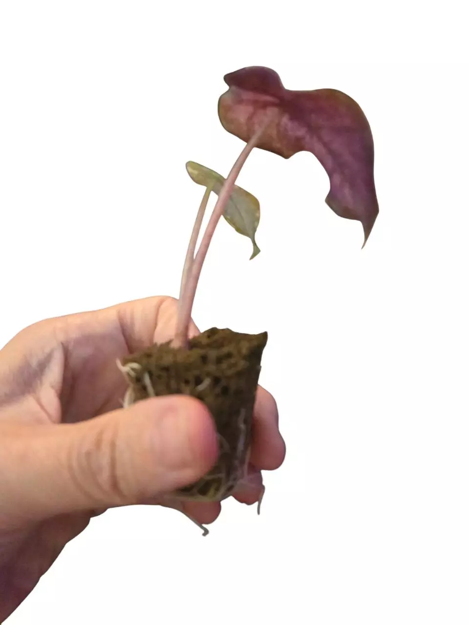 plant/Alocasia Pink Dragon "Stardust "-0