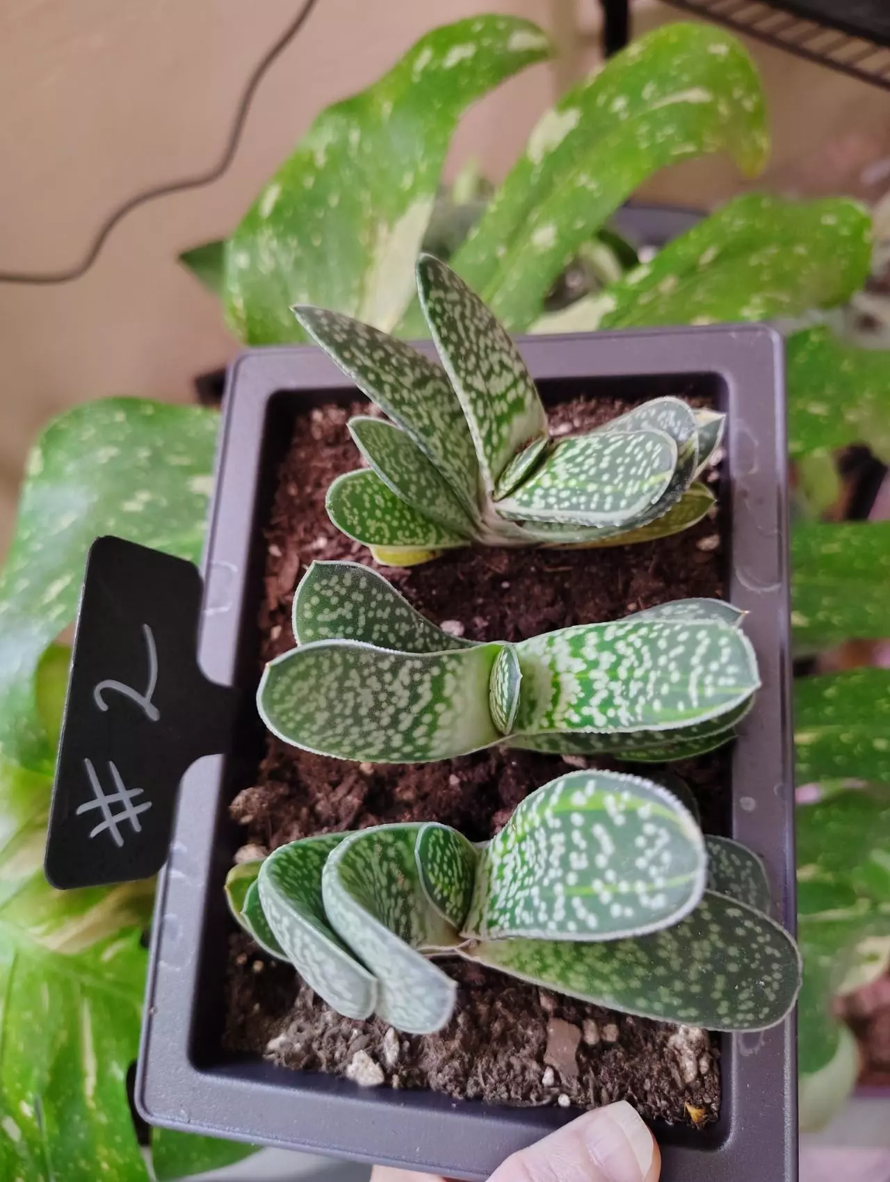 plant/Gasteria Reg. W/veriegated genes from mother-0