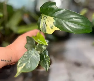 plant/Philodendron verigated Bipen Rooted Cuttinf ( 2nd pic mother plant nfs)-1-thumbnail