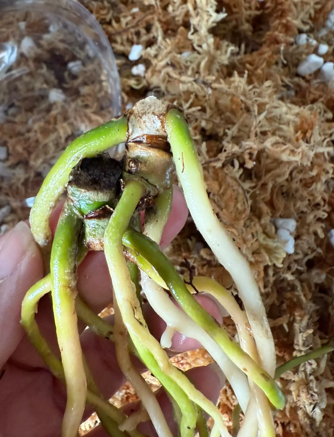 plant/*BUTT CUT* FSRL x FS Self by Grant-2