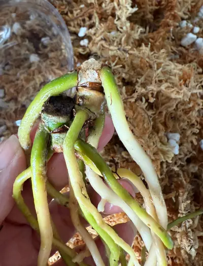 plant/*BUTT CUT* FSRL x FS Self by Grant-2-thumbnail