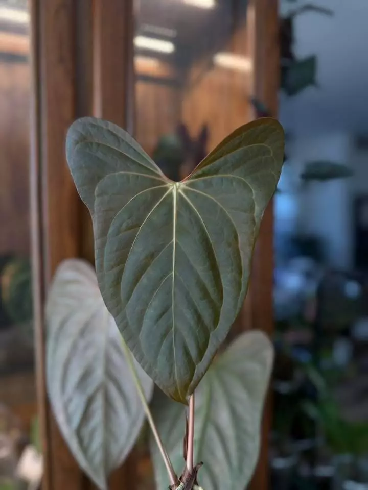 plant/*BUTT CUT* “Rangda” (DP x Indo Port) by Kartel Daun-0