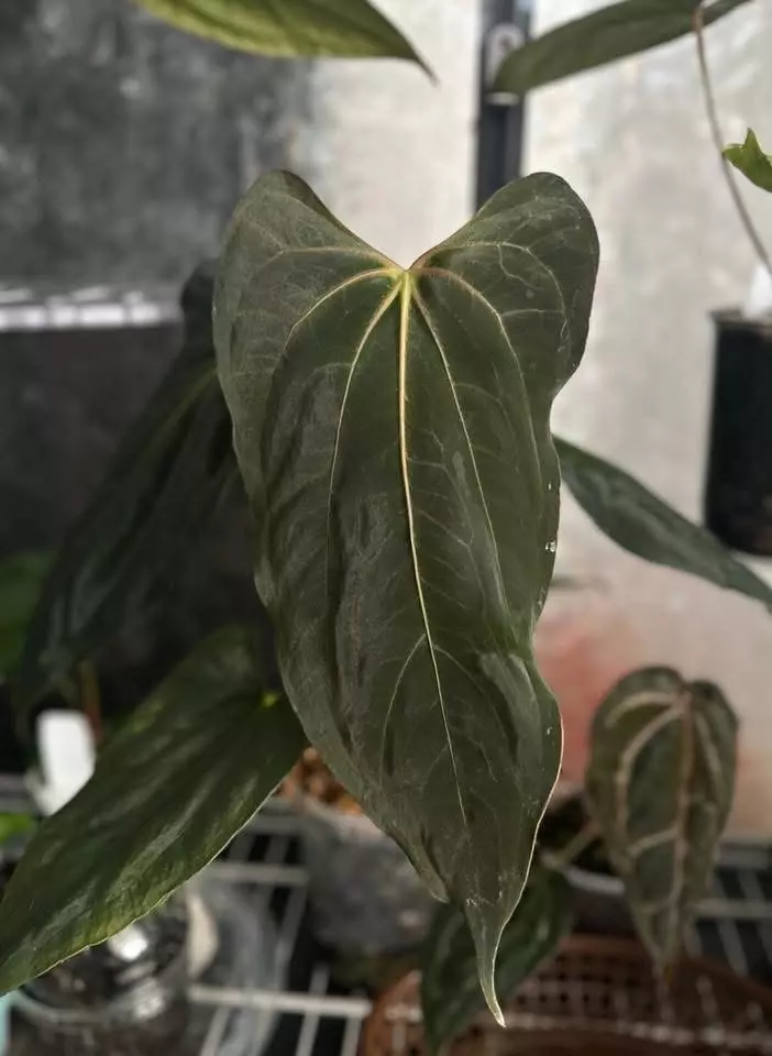 plant/*BUTT CUT* FSRL x FS Self by Grant-0