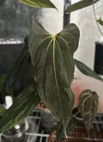 plant/*BUTT CUT* FSRL x FS Self by Grant-0-thumbnail