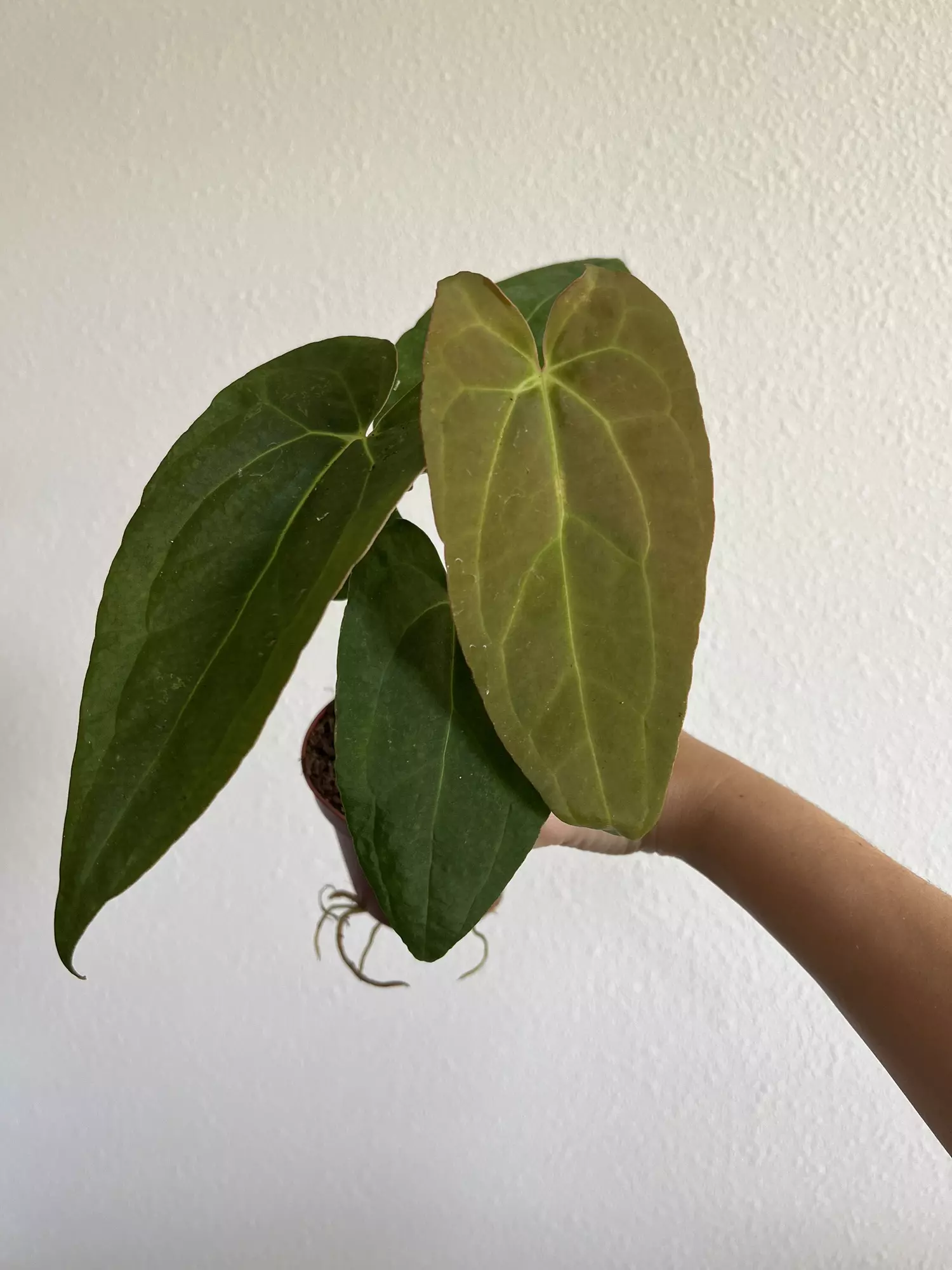 plant/Anthurium RC X crystallinimun GC-0