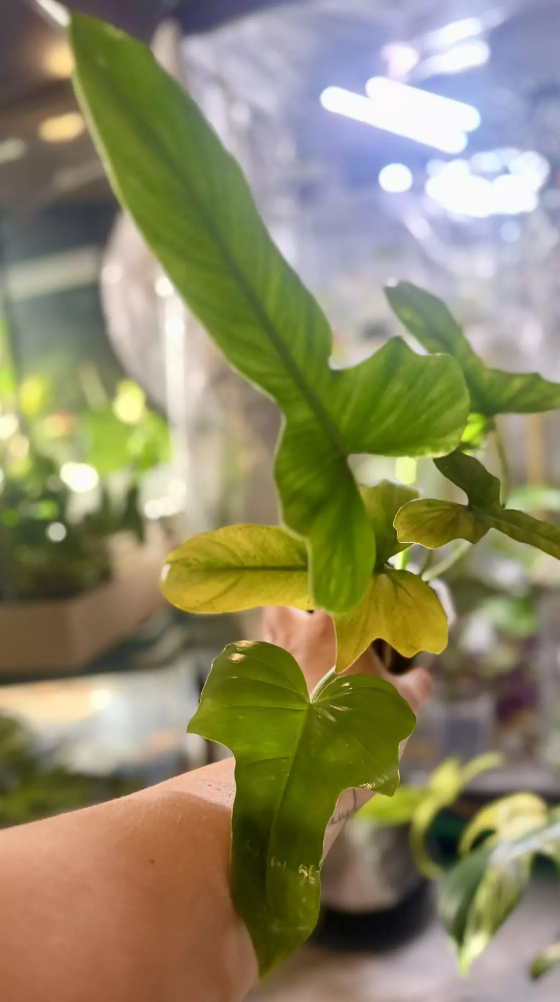 plant/Reverted Golden Dragon, newest offset stem looks promising! -0