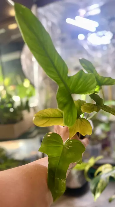 plant/Reverted Golden Dragon, newest offset stem looks promising! -0-thumbnail