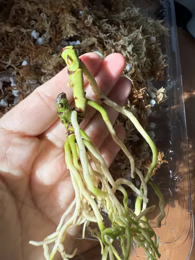 plant/*BUTT CUT* “Rangda” (DP x Indo Port) by Kartel Daun-2-thumbnail